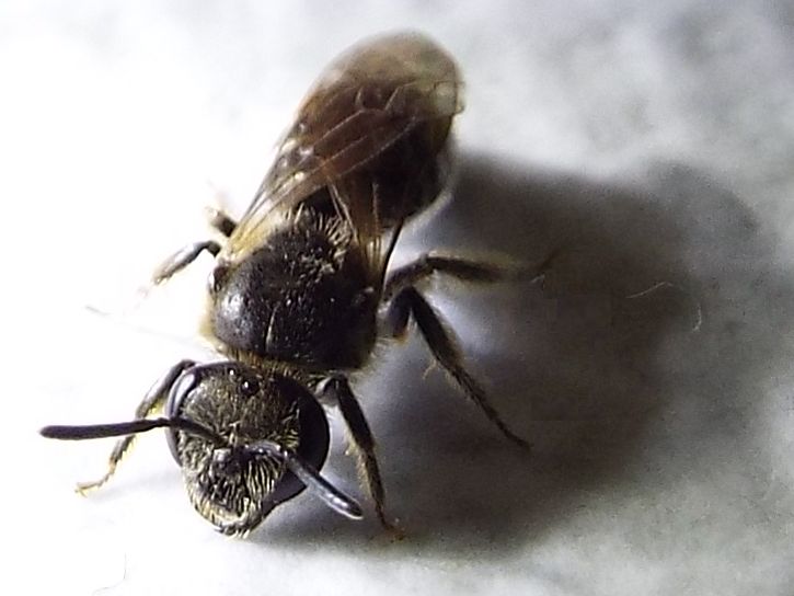 Lasioglossum sp.  (Apidae Halictinae)